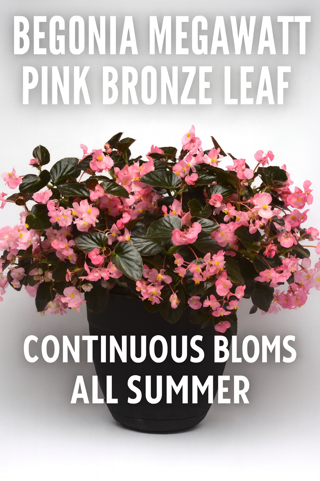 Begonia Megawatt Pink Bronze Leaf seeds growing into vibrant pink flowering plants with bronze foliage.