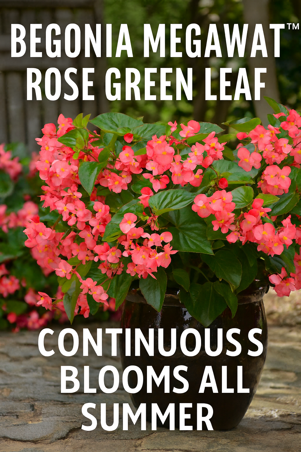 Begonia Megawatt Rose Green Leaf seeds producing rose-pink flowers above healthy green foliage in summer gardens.