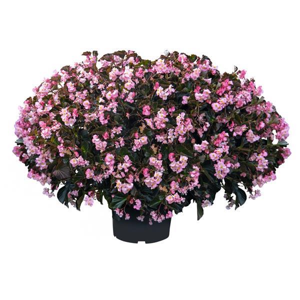 Begonia Stonehedge Light Pink Bronze Leaf in full bloom with pink flowers and bronze foliage