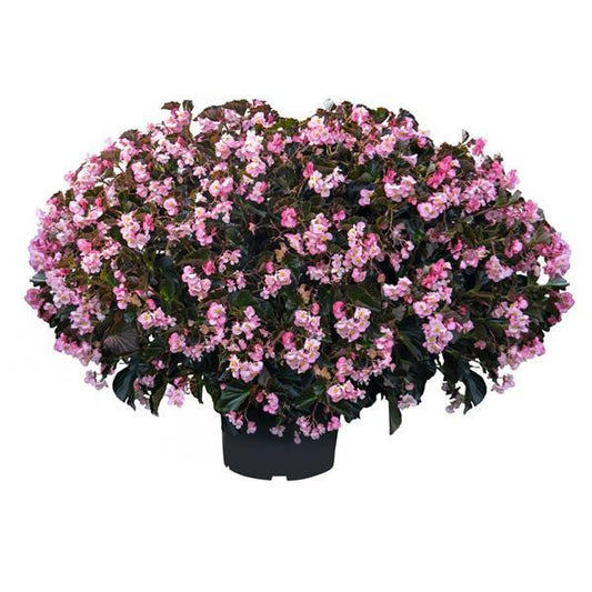 Begonia Stonehedge Light Pink Bronze Leaf in full bloom with pink flowers and bronze foliage