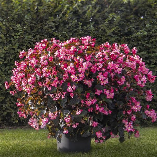 Tuberous Begonia Stonehedge Rose Bronze Leaf in full bloom