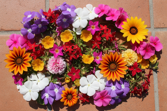 Bulk annual seeds for Zone 8-11 growers including vinca pentas portulaca and gazania in bold summer colors
