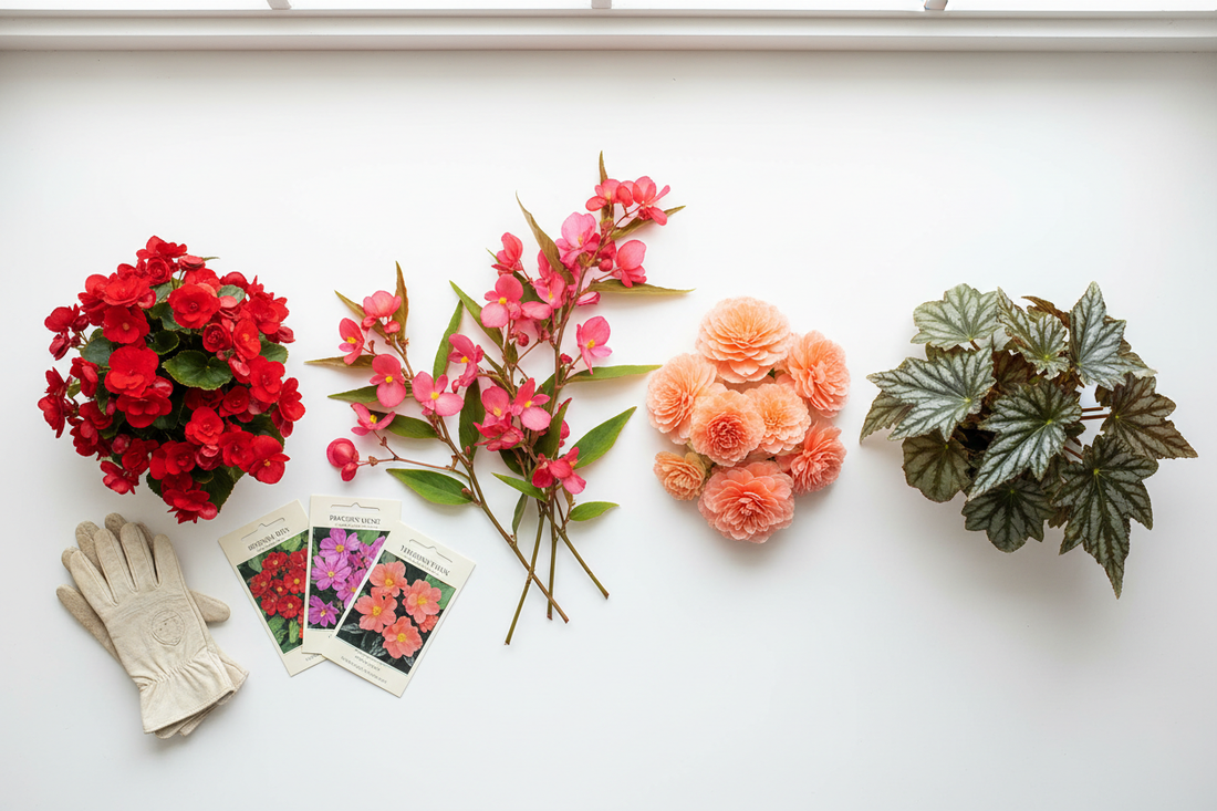 Wax Dragon Wing tuberous and Gryphon bulk begonia seed variety comparison for commercial shade landscapes