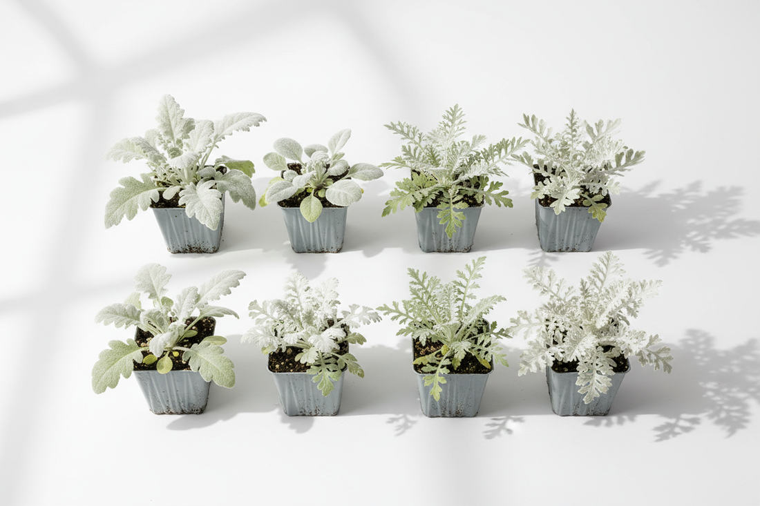Bulk dusty miller seed varieties in nursery plug trays for commercial landscape programs