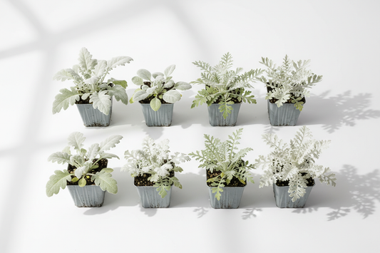 Bulk dusty miller seed varieties in nursery plug trays for commercial landscape programs