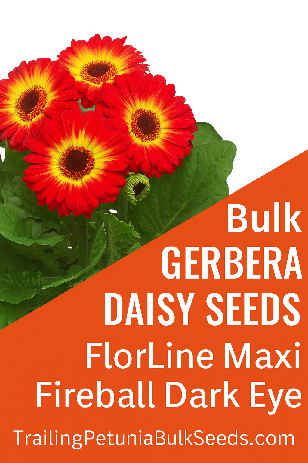 Gerbera Daisy Fireball Dark Eye with bold petals and dark center