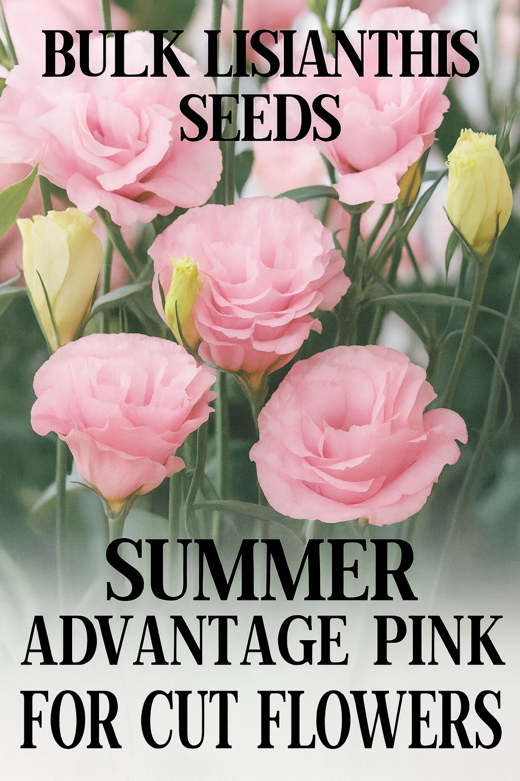 Lisianthus Advantage Pink flowers blooming in garden