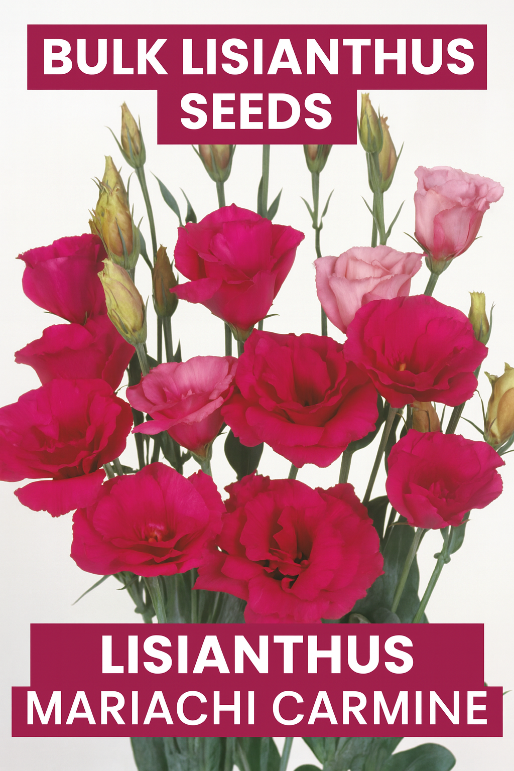 Lisianthus Mariachi Carmine in full bloom, premium bulk lisianthus seeds for professional cut flower growers and gardeners