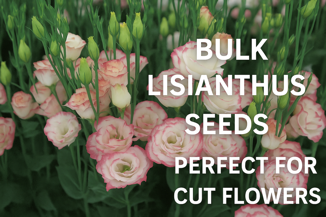 Lisianthus Rosita Pink Picotee blooms for floral arrangements