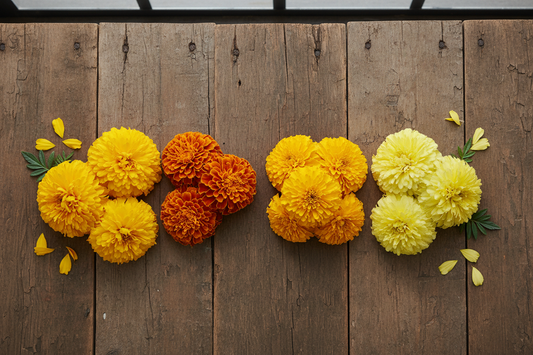 Taishan, Marvel II, Antigua, and Zenith marigold varieties side by side — bulk marigold seeds for commercial growers