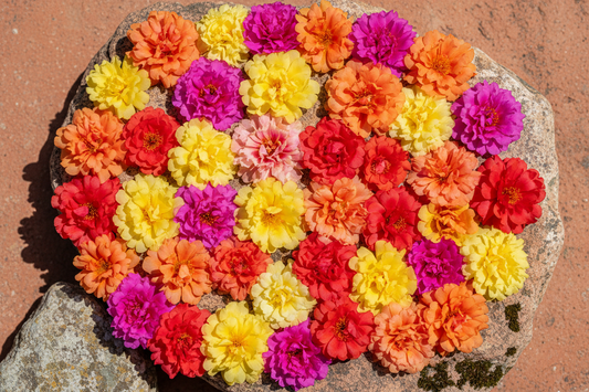 portulaca moss rose flowers in scarlet fuchsia yellow and tropical mix colors on a rustic stone surface