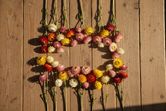 Bulk strawflower helichrysum stems in orange red rose pink white and lemon yellow arranged on a rustic farm table
