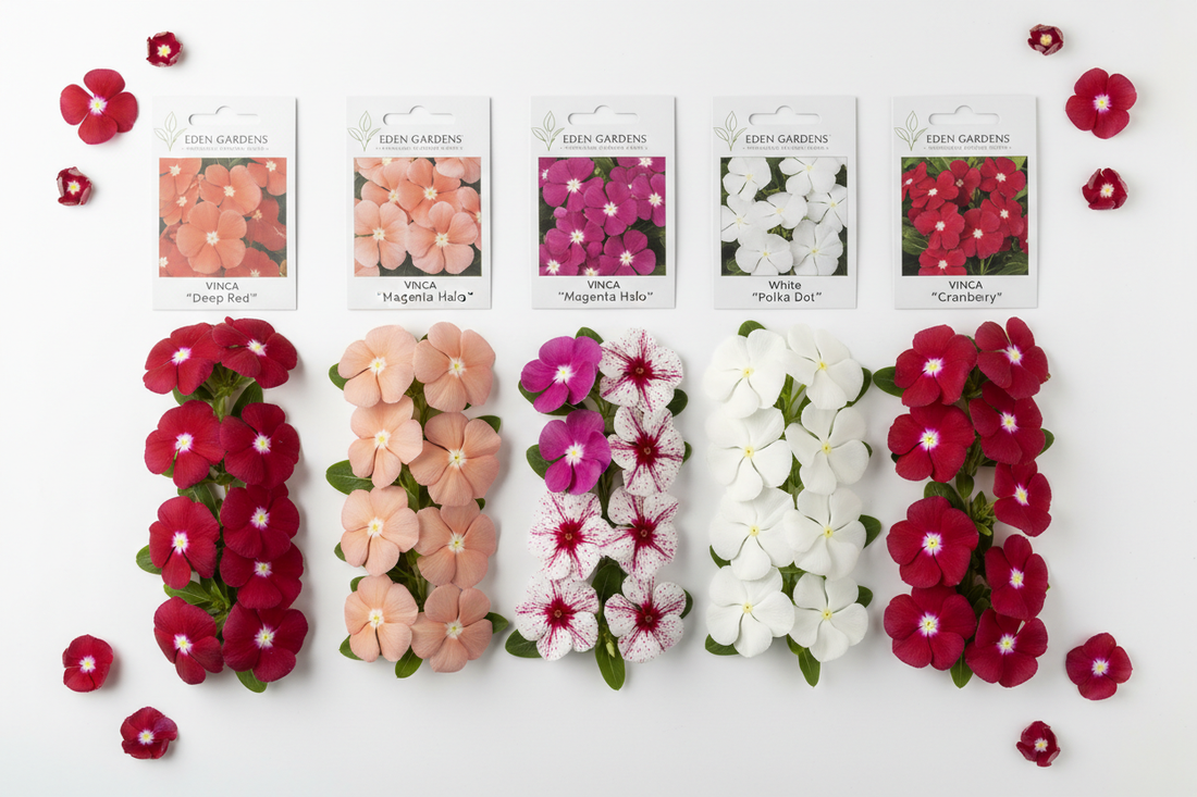 Bulk vinca seeds variety flat lay showing Cora XDR, Titan, Tattoo, Mega Bloom, and Blockbuster flowers in red, apricot, magenta, polka dot, and white with seed packets