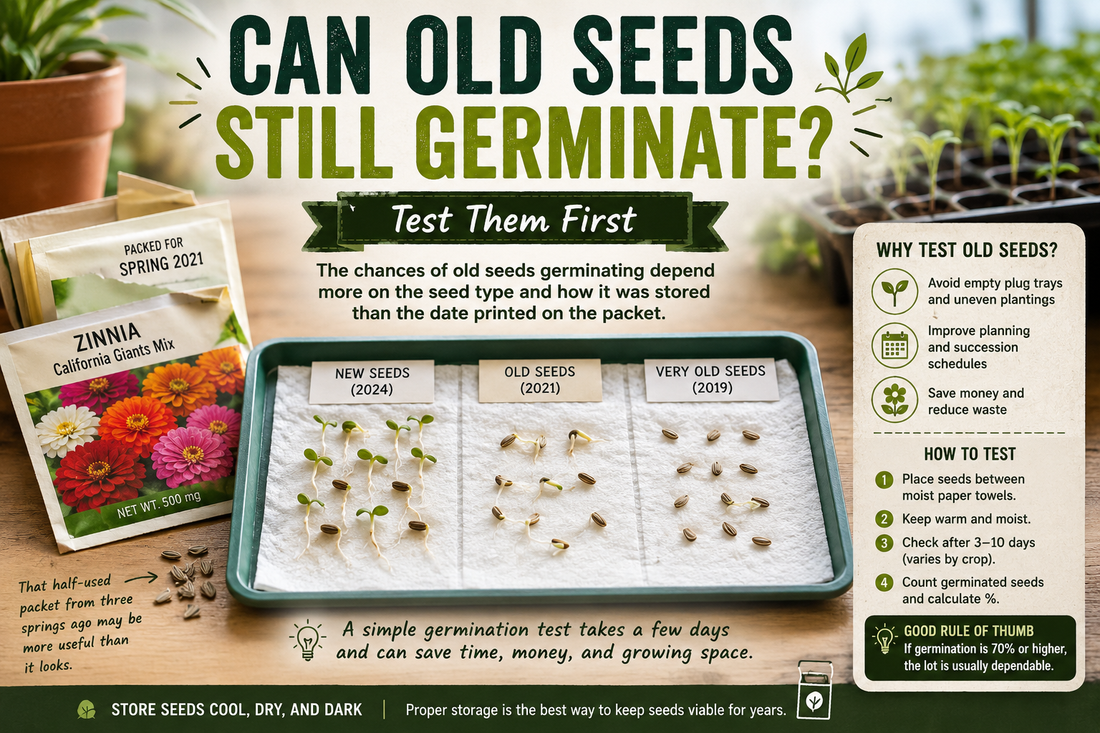 Can old seeds still germinate? Step-by-step seed germination test showing new and old seeds sprouting on moist paper towels to help gardeners determine seed viability before planting
