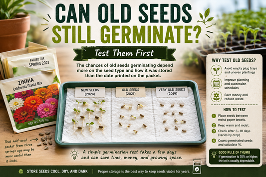 Can old seeds still germinate? Step-by-step seed germination test showing new and old seeds sprouting on moist paper towels to help gardeners determine seed viability before planting