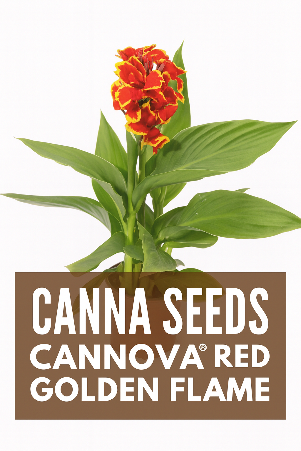 Canna Cannova® Red Golden Flame seeds producing vibrant red flowers with golden petal edges in a summer garden