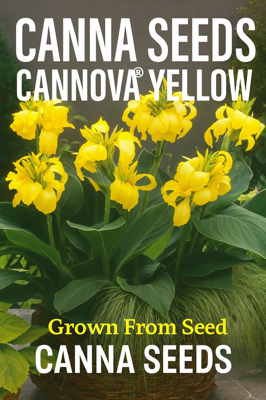 Canna Cannova® Yellow flowers blooming from seed with lush green foliage in summer garden