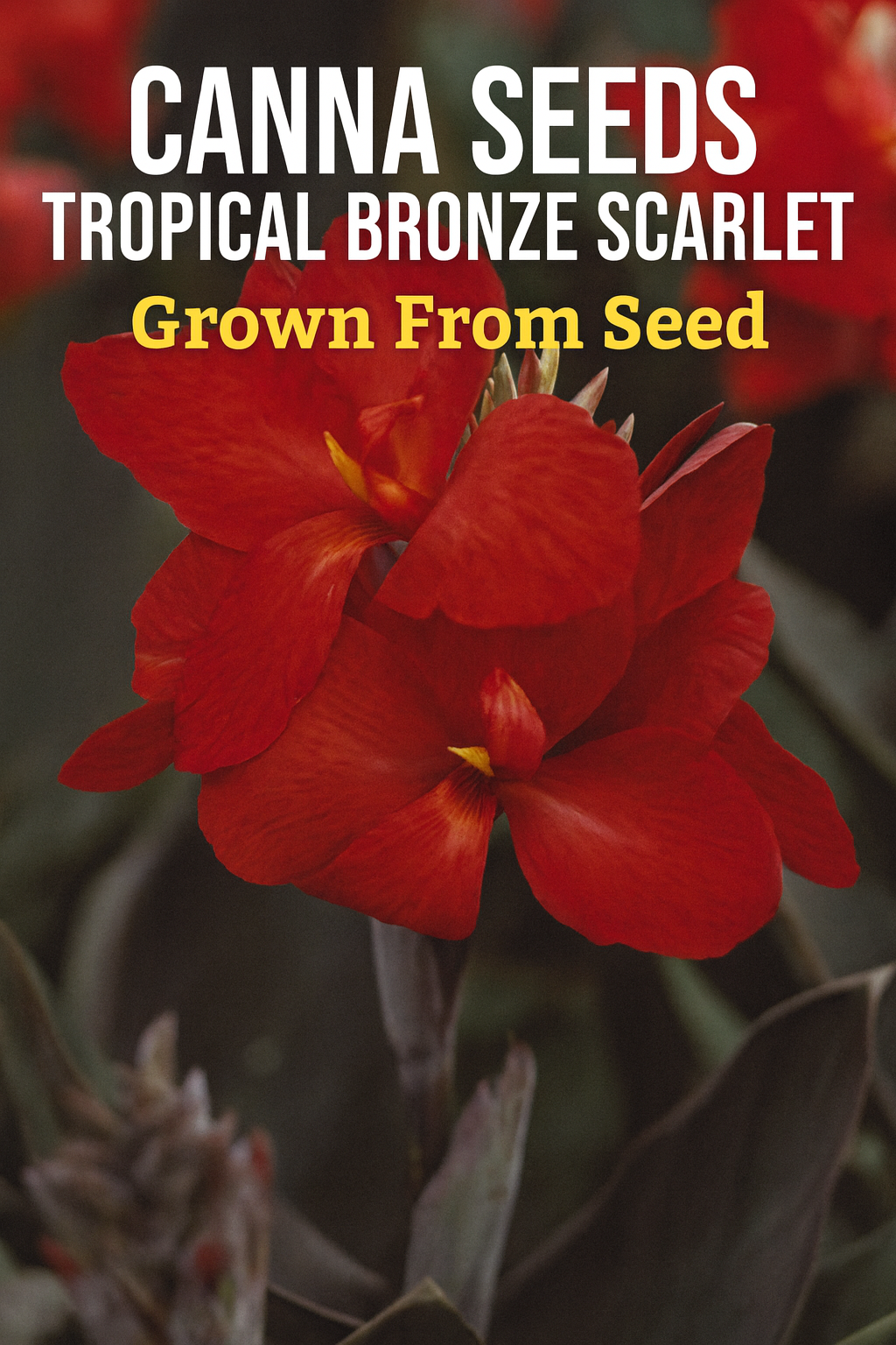 Canna Tropical Bronze Scarlet seeds producing vibrant scarlet flowers with bronze foliage in summer garden