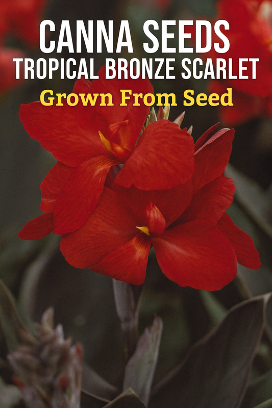 Canna Tropical Bronze Scarlet seeds producing vibrant scarlet flowers with bronze foliage in summer garden