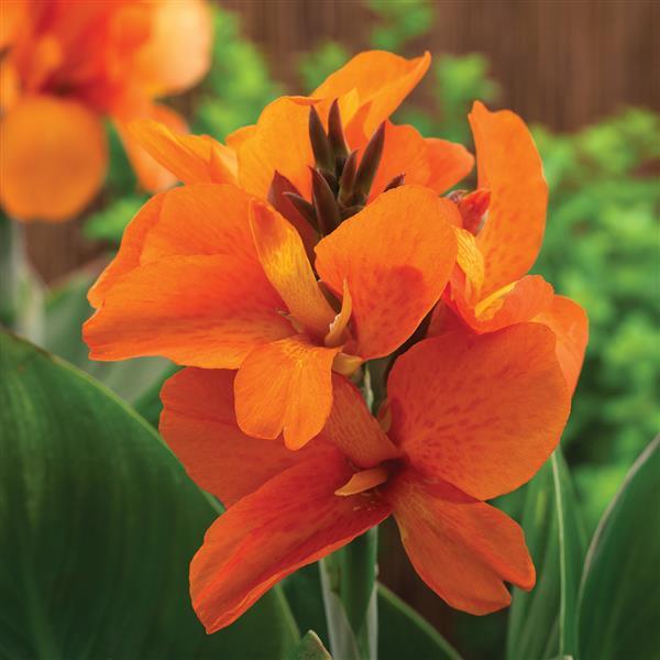 "Canna South Pacific Orange in full bloom with bright orange flowers and green tropical foliage in a sunny garden setting"