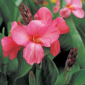 "Canna Tropical Rose in full bloom with vibrant pink flowers and lush green leaves in a summer garden"