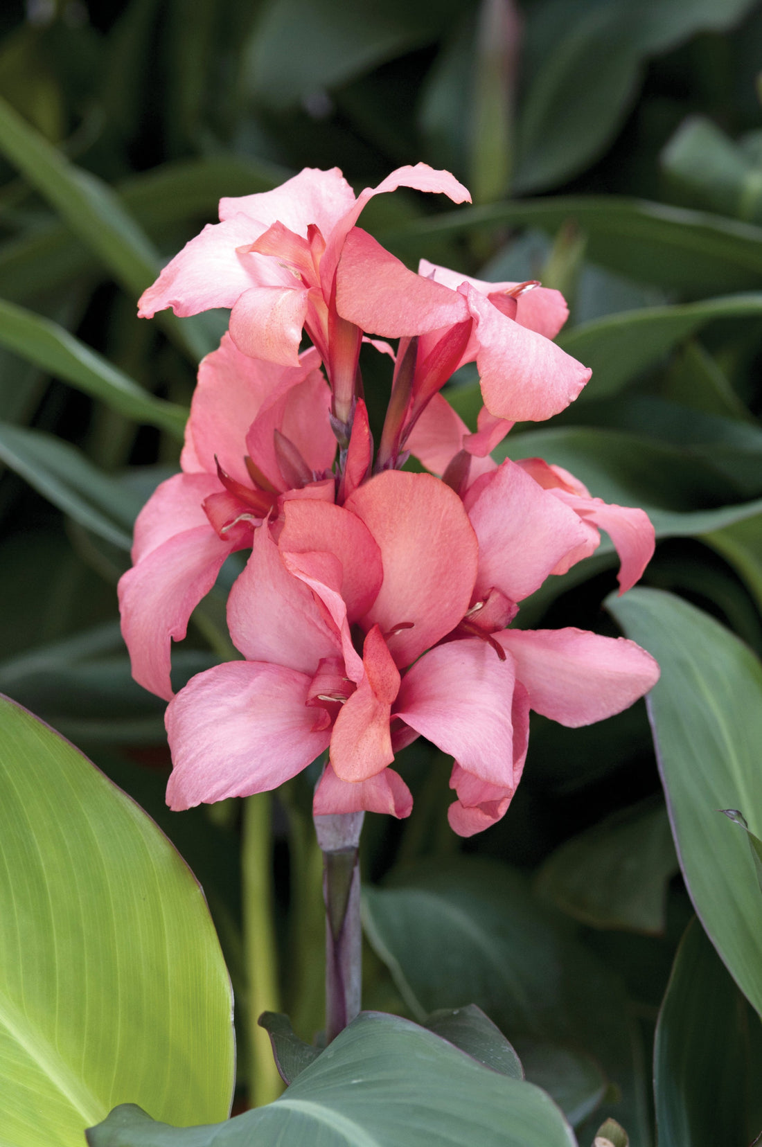 Tropical Charm in Every Bloom – Canna Cannova Mango Bulk Seeds