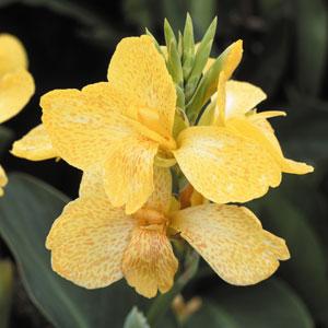 Bold Color, Tropical Vibes: Grow Canna Tropical Yellow from Bulk Seeds