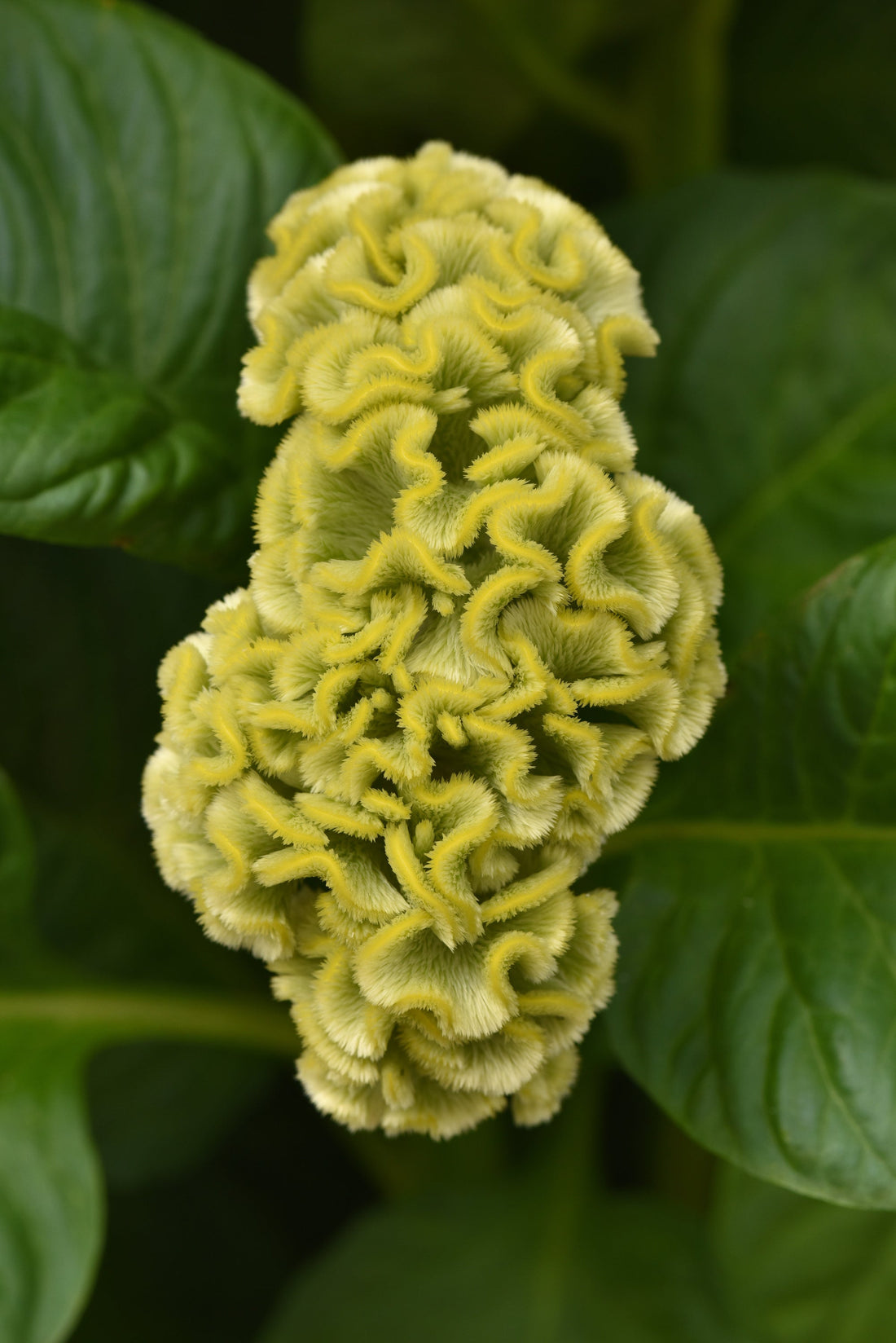 Celosia Neo Green in full bloom, showcasing vivid lime-green plumes ideal for modern cut flower arrangements and summer bouquets.