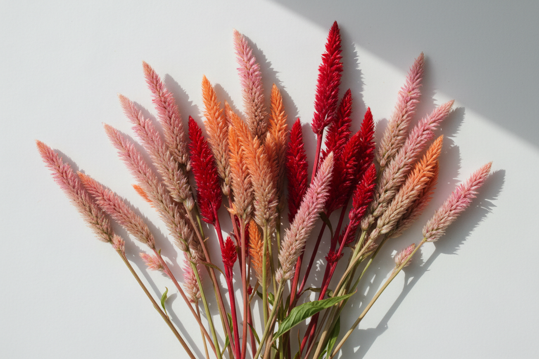 Celosia spicata flamingo feather wheat-type cut flower stems in pink, rose, and scarlet arranged as a variety comparison flat lay