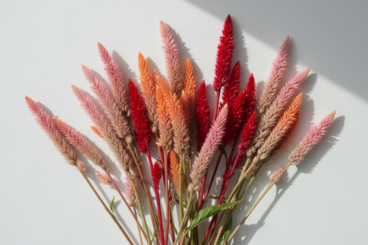 Celosia spicata flamingo feather wheat-type cut flower stems in pink, rose, and scarlet arranged as a variety comparison flat lay