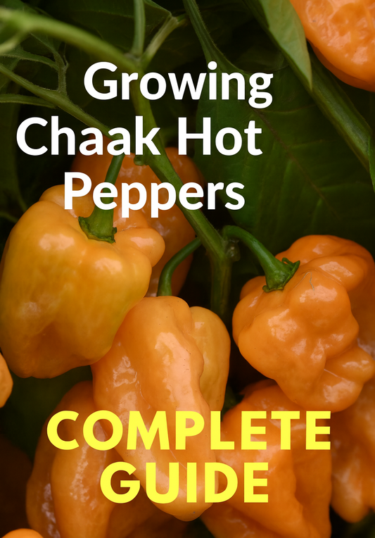 Bright orange Chaak hot peppers growing on green plants, ready for harvest — high-yield hot pepper seeds for home gardens and bulk growers