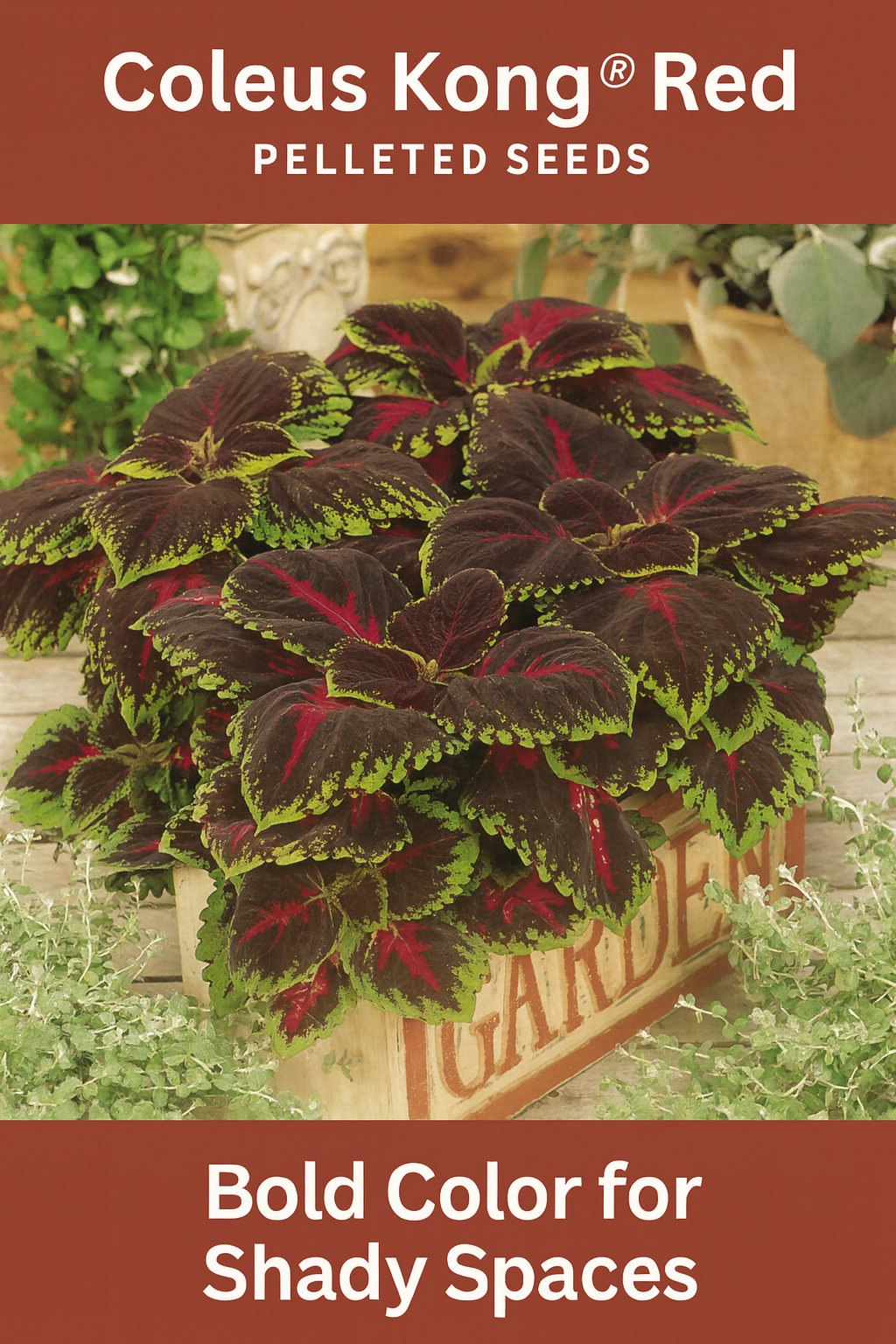 Coleus Kong® Red plant with large burgundy and green-edged leaves growing in a rustic wooden container, perfect for shady gardens and containers.