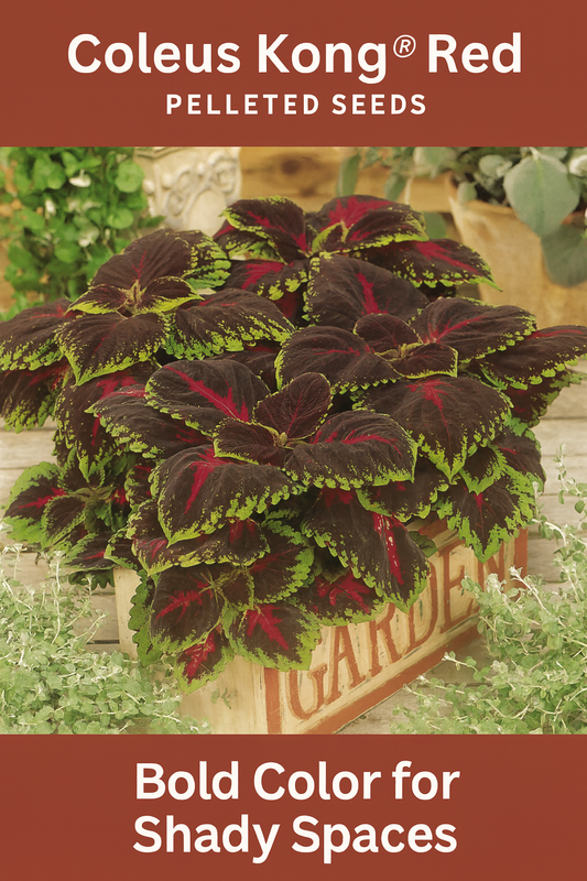 Coleus Kong® Red plant with large burgundy and green-edged leaves growing in a rustic wooden container, perfect for shady gardens and containers.