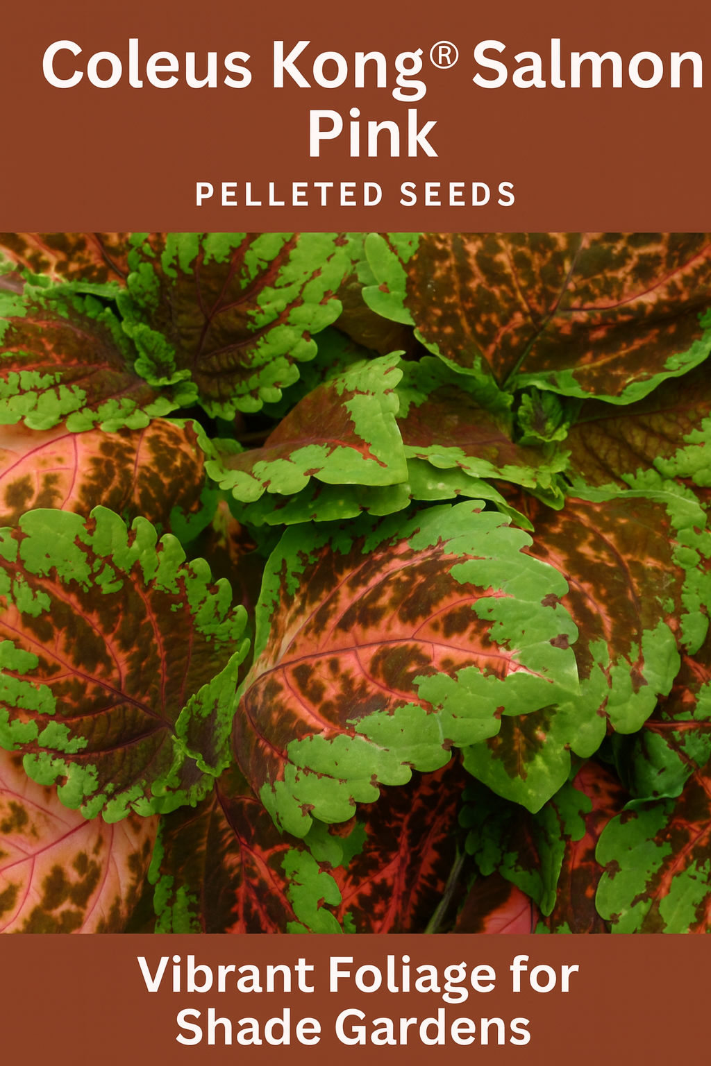 Close-up of Coleus Kong® Salmon Pink foliage showing oversized leaves with salmon pink centers, burgundy accents, and lime green edges—ideal for shade gardens and containers