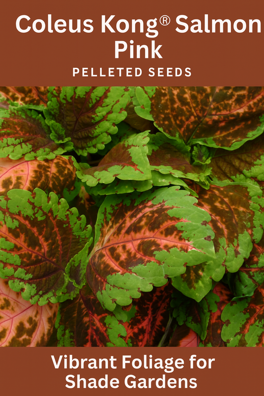 Close-up of Coleus Kong® Salmon Pink foliage showing oversized leaves with salmon pink centers, burgundy accents, and lime green edges—ideal for shade gardens and containers