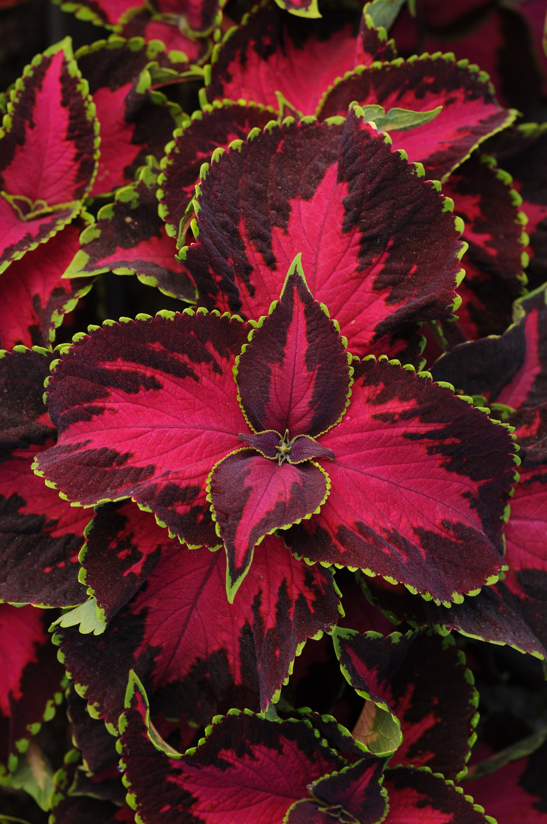 Coleus Premium Sun Chocolate Covered Cherry – vibrant pink and chocolate foliage with lime green edges, ideal for sunny gardens