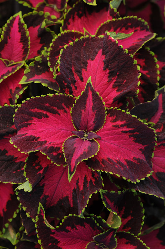 Coleus Premium Sun Chocolate Covered Cherry – vibrant pink and chocolate foliage with lime green edges, ideal for sunny gardens
