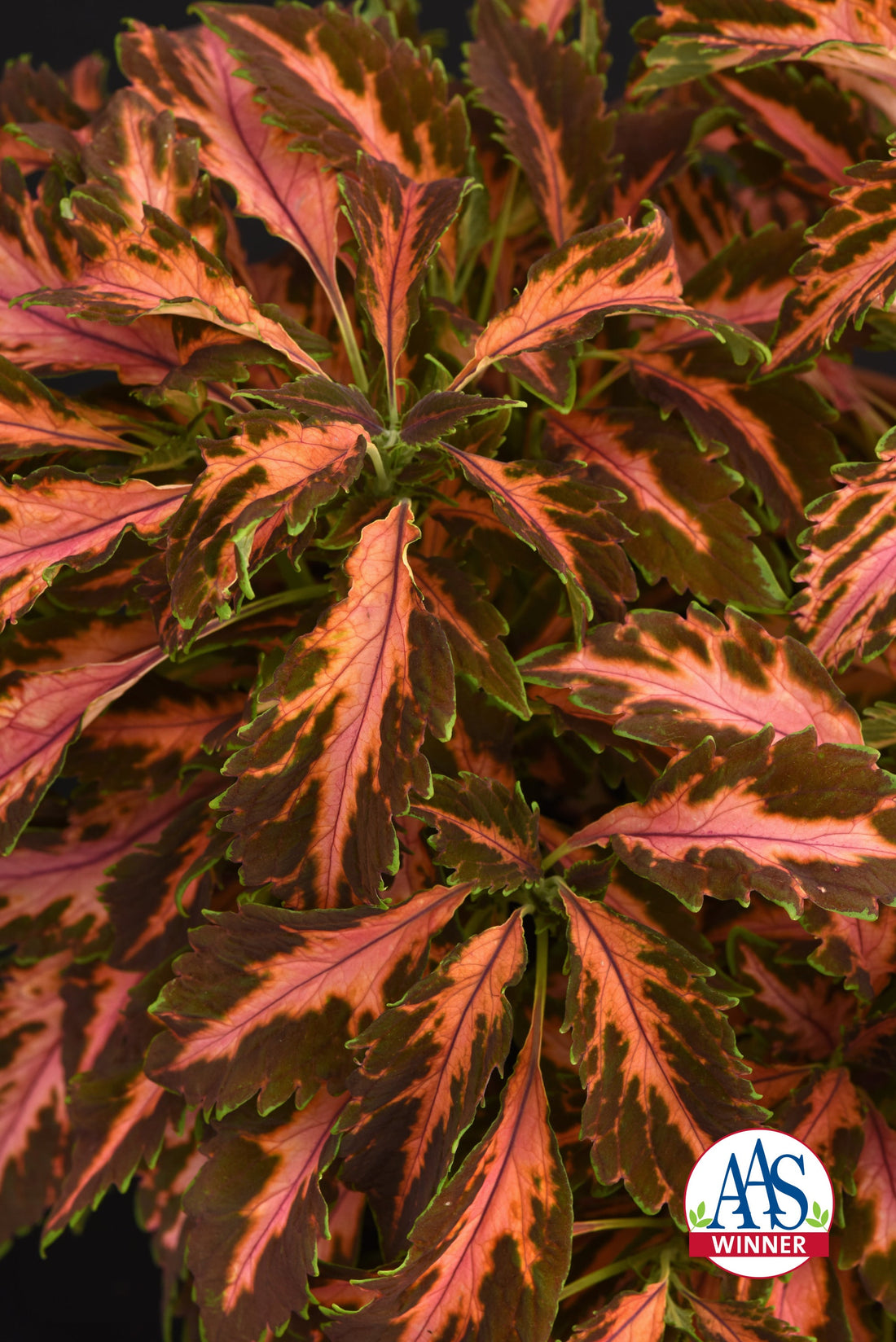 Coleus Premium Sun Coral Candy with vivid coral-pink leaves, lime green edges, and plum veining, thriving in sun-filled container and landscape plantings.