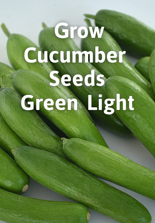 Grow Cucumber Seeds Green Light for Crisp and Flavorful Harvests