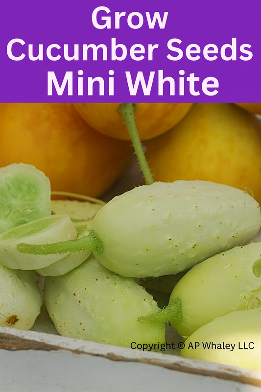 Cucumber Seeds Mini White plants growing on a trellis with creamy white cucumbers ready for harvest.