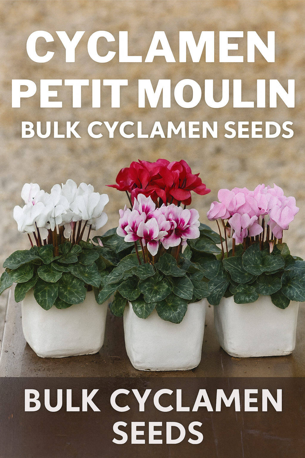 Cyclamen Petit Moulin bicolor blooms in red and white