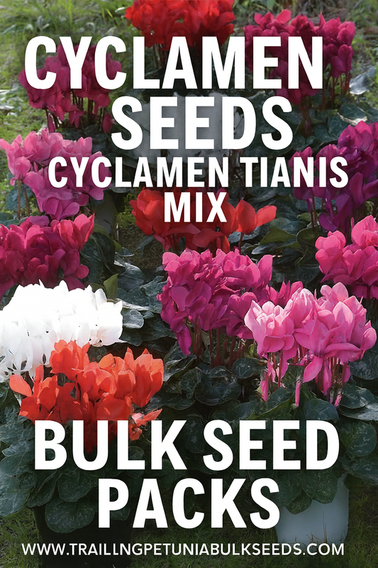 Cyclamen Tianis Mix bulk seeds – vibrant blooms in mixed colors for cool-season gardens