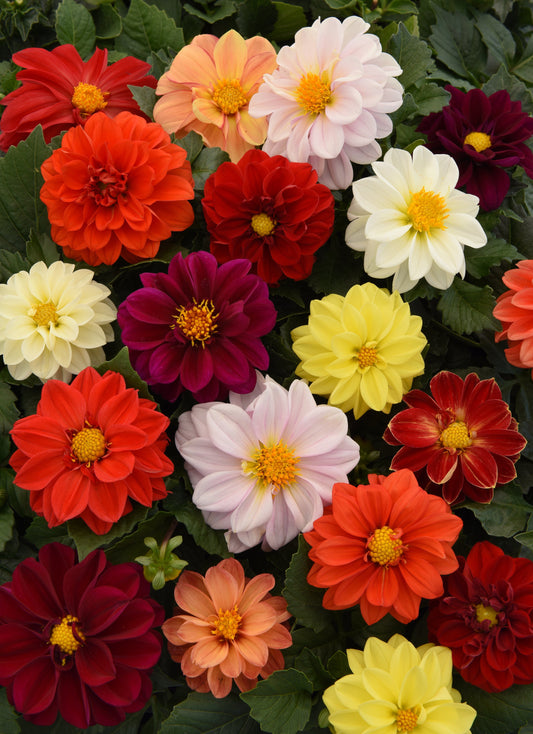 Dahlia Figaro Mix in full bloom showcasing vibrant double flowers in a range of red, pink, yellow, white, and orange shades