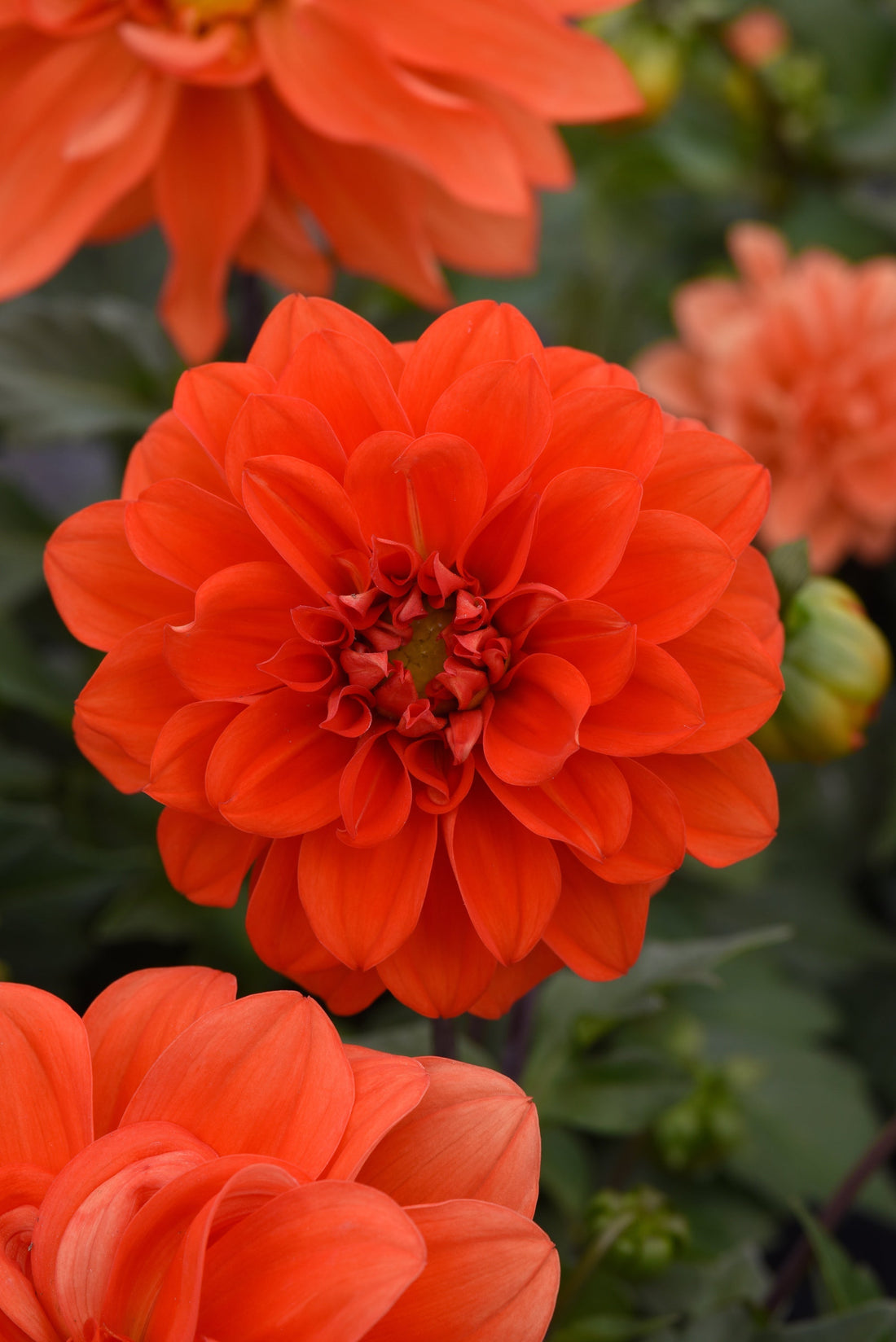 Dahlia Figaro Orange Shades in full bloom, displaying layers of vibrant orange, apricot, and coral petals against green foliage