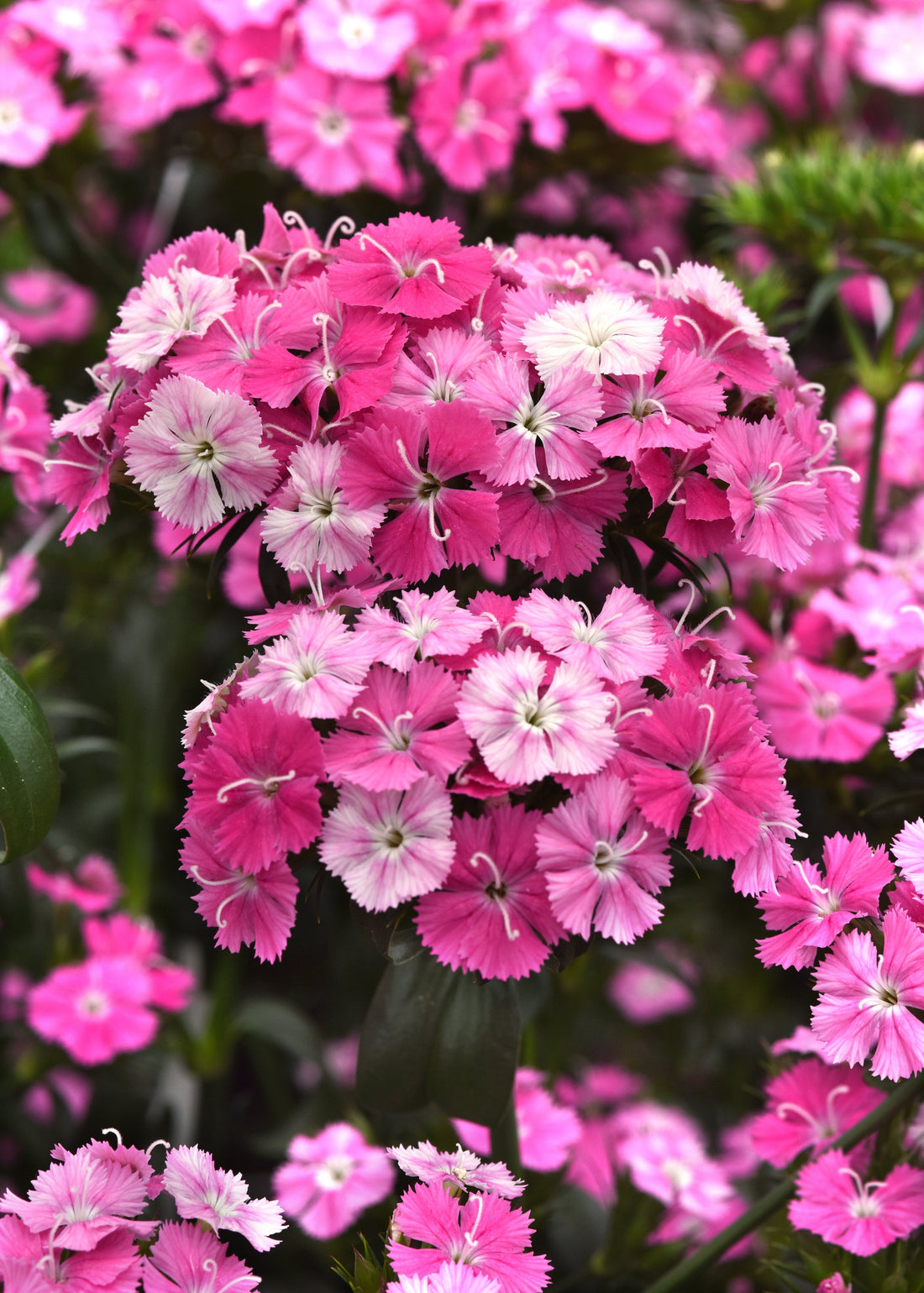 dianthus-amazon-rose-magic-bulk-flower-seeds