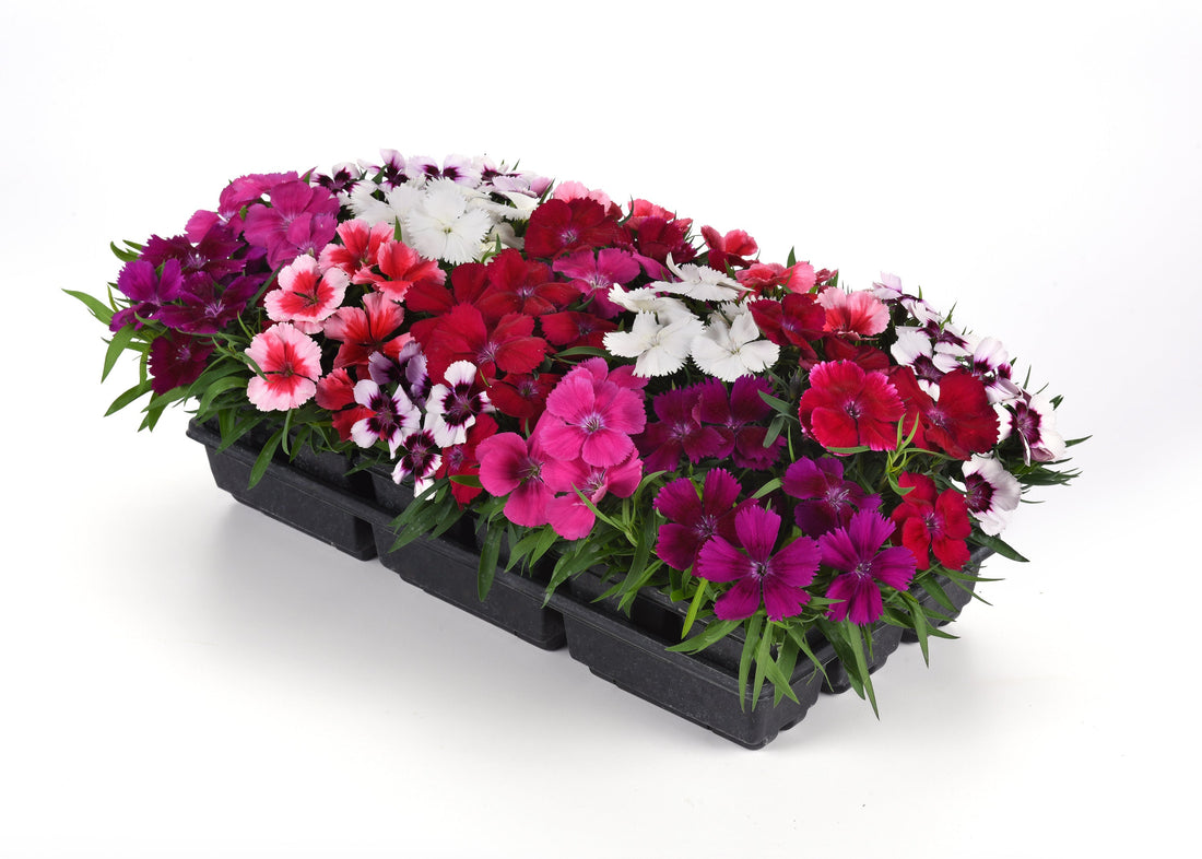 Bulk Dianthus Seeds – Coronet™ Mix for Stunning Cut Flowers