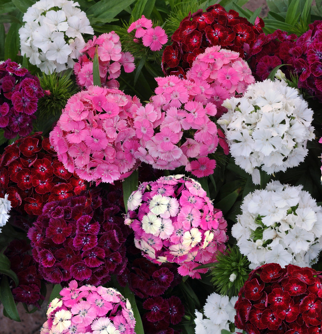 Dianthus Dash Mix flowers in multiple colors including red, pink, and white