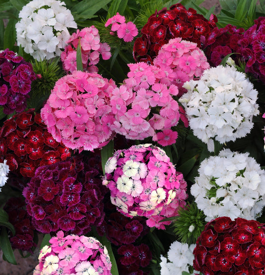 Dianthus Dash Mix flowers in multiple colors including red, pink, and white