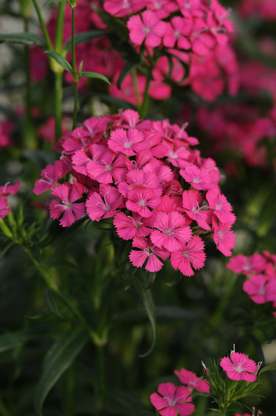 dianthus-jolt-cherry-bulk-flower-seeds