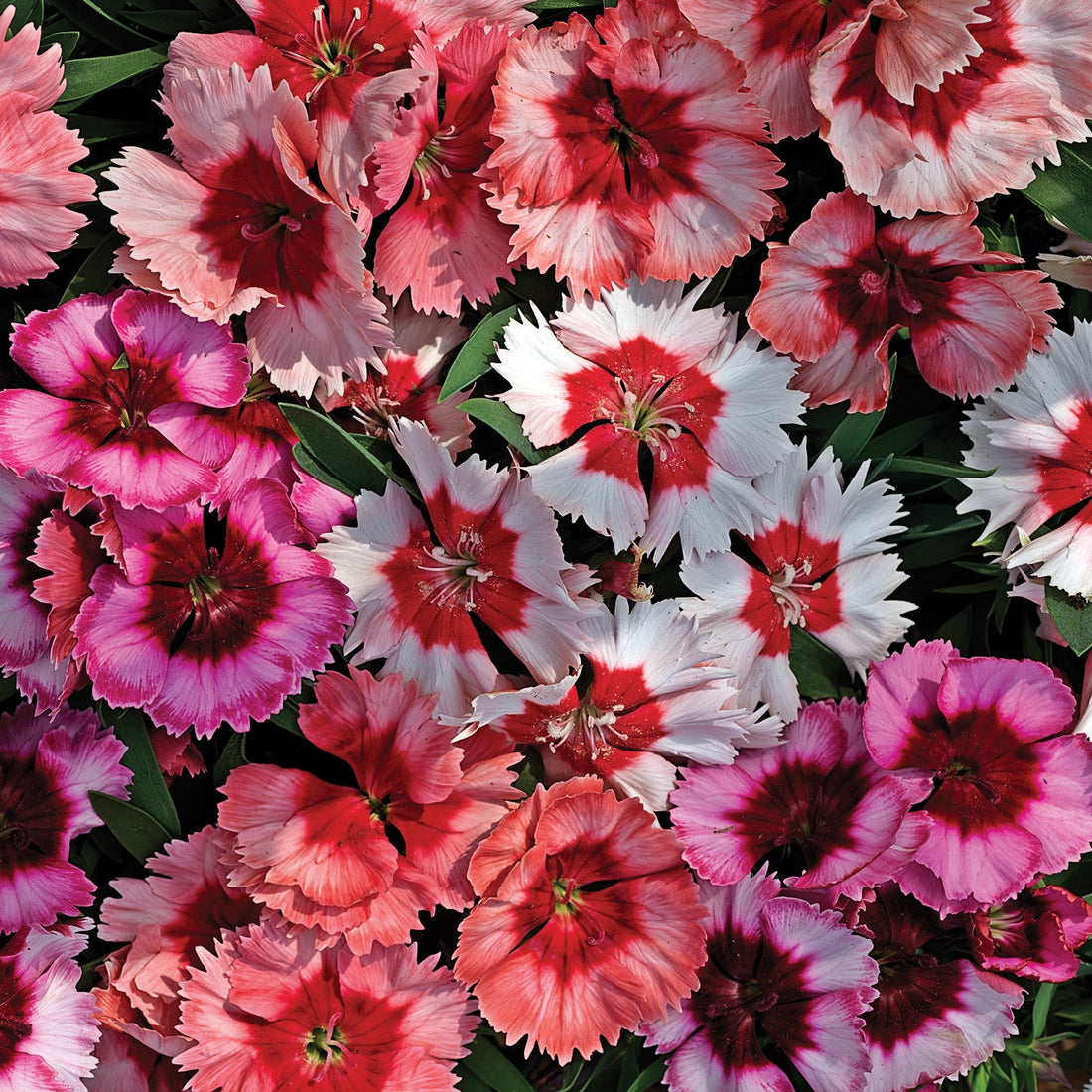 Dianthus Venti Parfait Mix Shades – Soft pink and red-centered blooms with ruffled petals